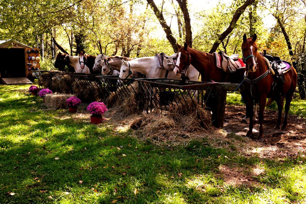 horses4hire.com